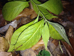 Hybanthus concolor
