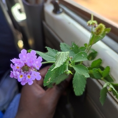 Lantana swynnertonii image