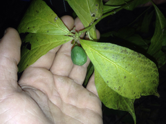 Hybanthus concolor