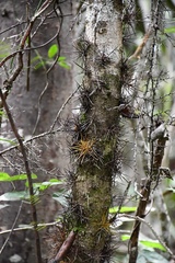 Xylosma bahamensis