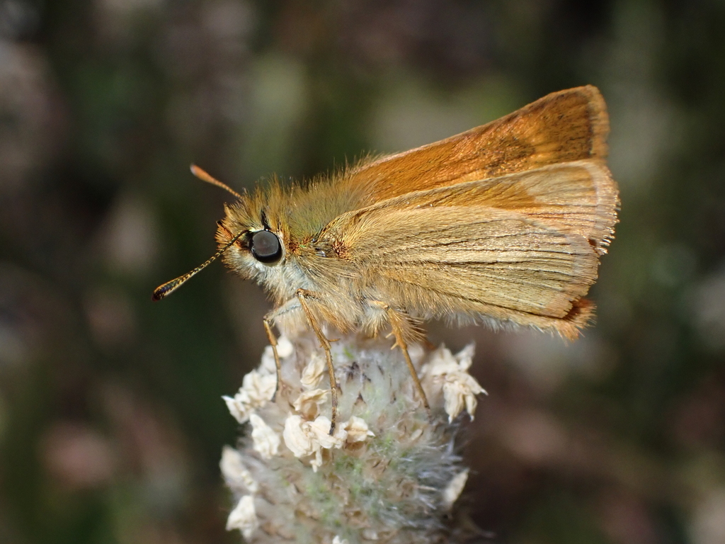 Canary Skipper