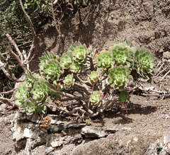 Aeonium percarneum image