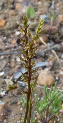 Prasophyllum gracile