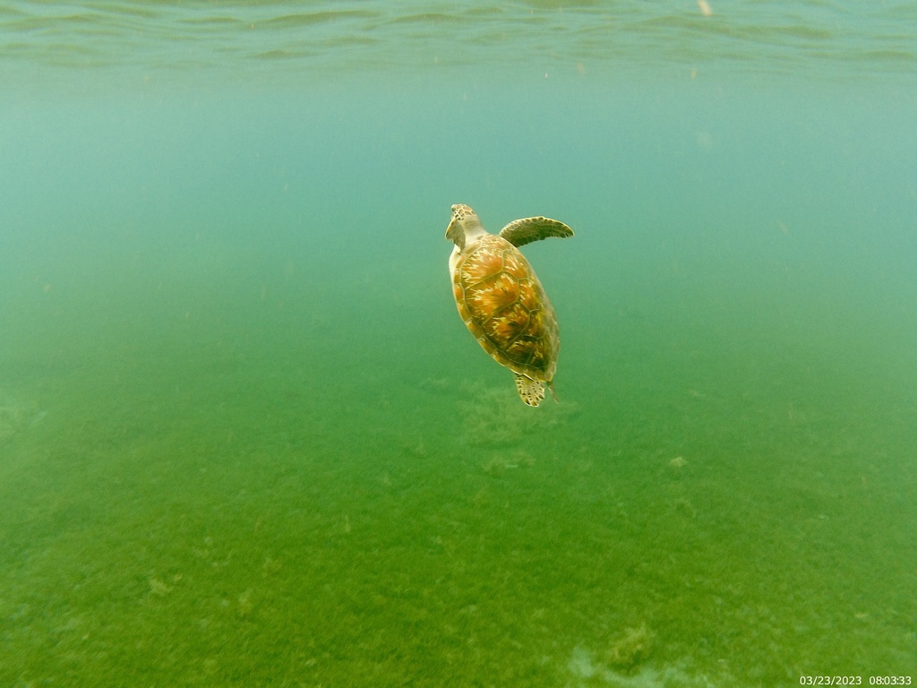 Green Sea Turtle In March 2023 By Arenz INaturalist   Large 