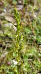 Prasophyllum gracile