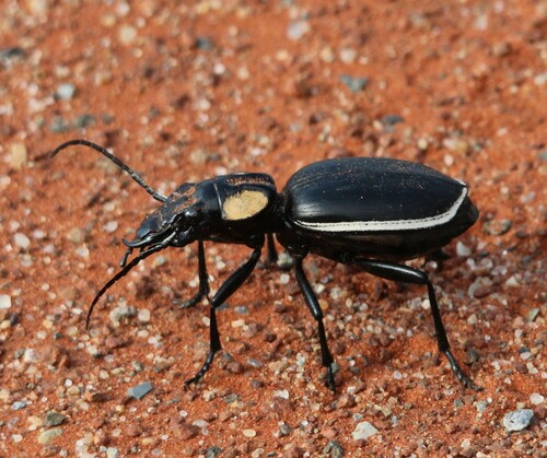 Anthia thoracica (Thunberg, 1784)