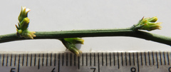 Thesium patulum