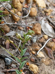Pterostylis vittata