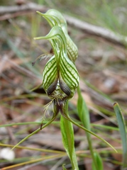 Pterostylis barbata