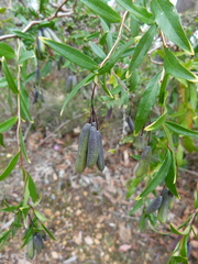 Billardiera heterophylla