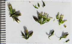 Thesium patulum
