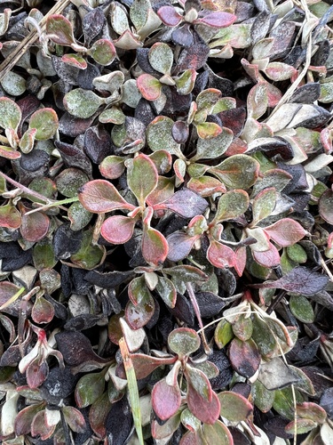 Image of Eriogonum ternatum by no rights reserved
