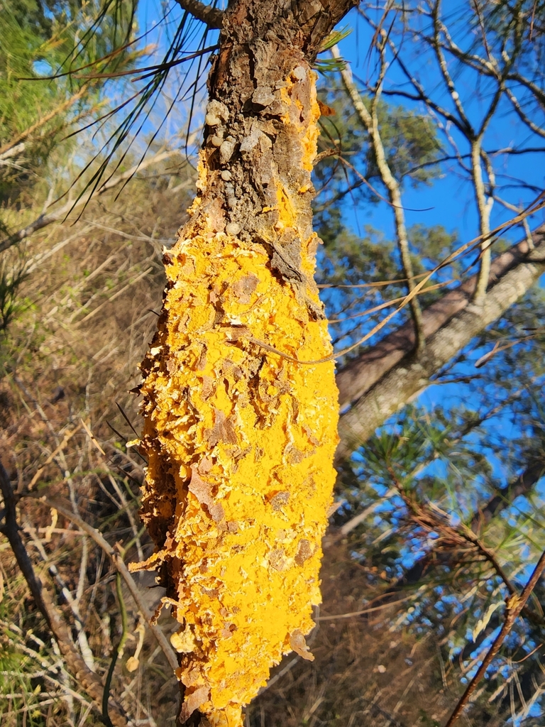 Cronartium fusiforme