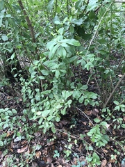 Baccharis halimifolia image
