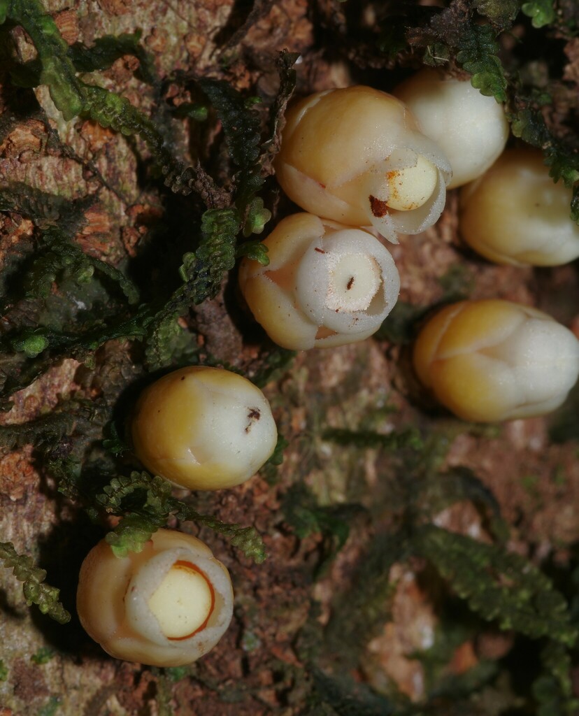 Apodanthes caseariae