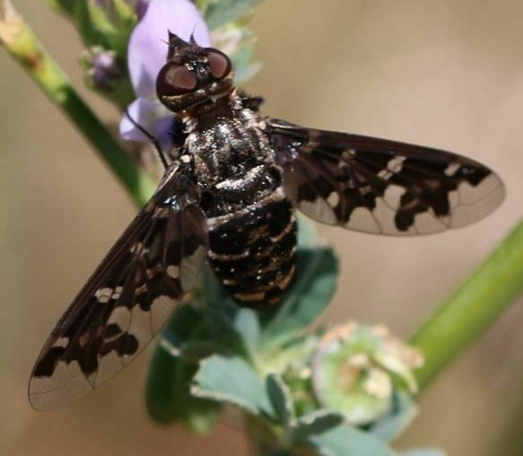 Silvery Bee-fly