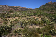 Phylica pubescens