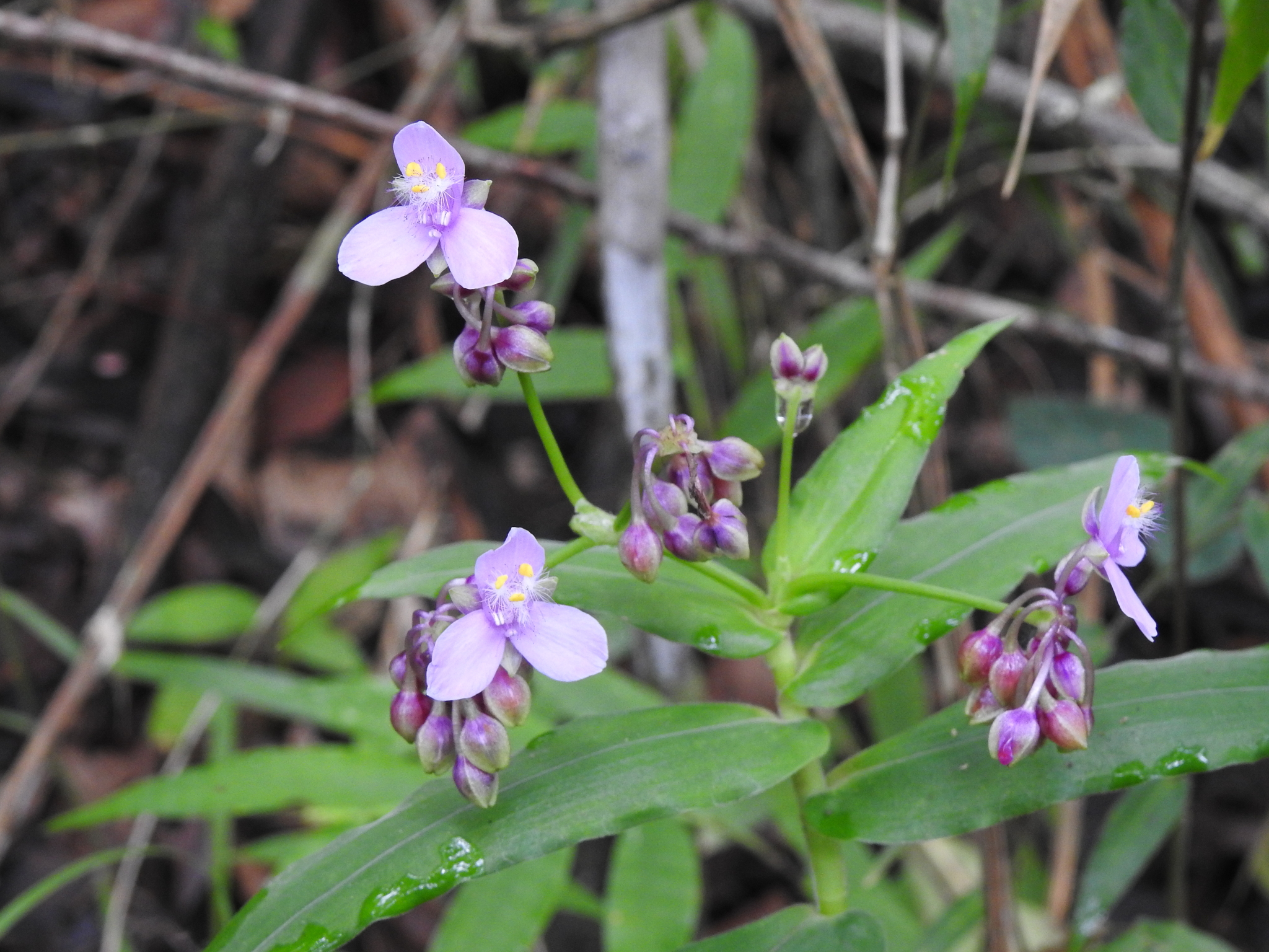 Tripogandra diuretica