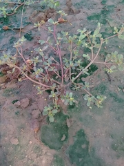 Portulaca oleracea