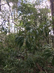 Morella cerifera image