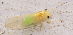 Cacopsylla annulata