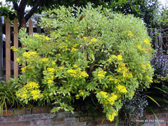 Brachyglottis perdicioides