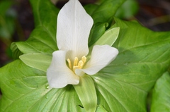 Trillium albidum