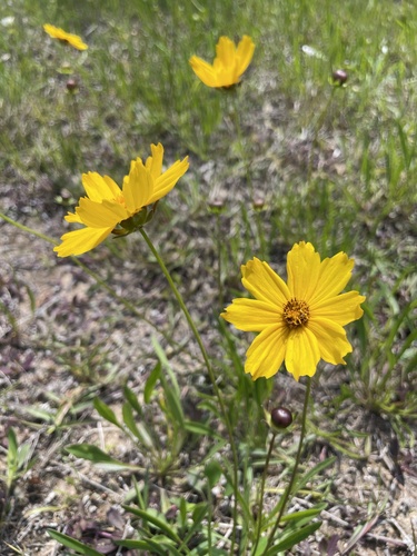 Baker's tickseed (Coreopsis bakeri)