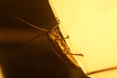 Batocera rubus