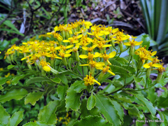 Brachyglottis perdicioides