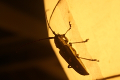 Batocera rubus