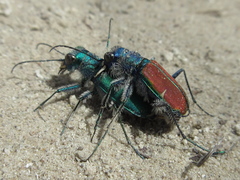 Cicindela splendida