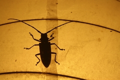 Batocera rubus
