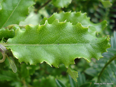 Brachyglottis perdicioides
