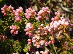 Erica setacea