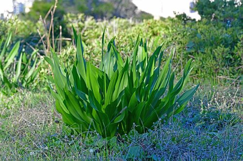 sea squill
