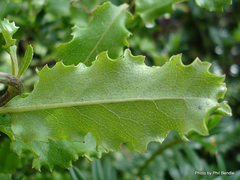 Brachyglottis perdicioides