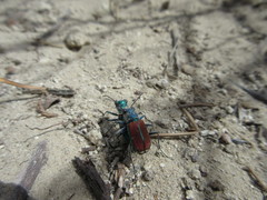 Cicindela splendida