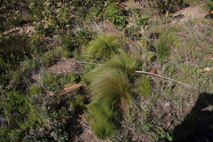 Ficinia acuminata