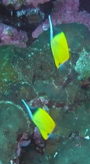 Forcipiger flavissimus