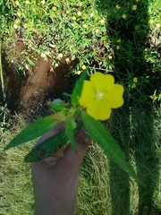 Ludwigia octovalvis