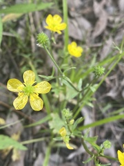 Ranunculus sardous image