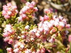 Erica setacea
