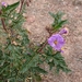 Eastern Nightshade - Photo (c) QuestaGame, some rights reserved (CC BY-NC-ND), uploaded by QuestaGame
