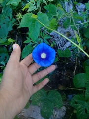 Ipomoea nil