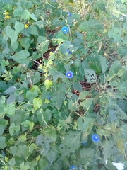 Ipomoea nil