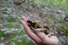 Salamandra corsica
