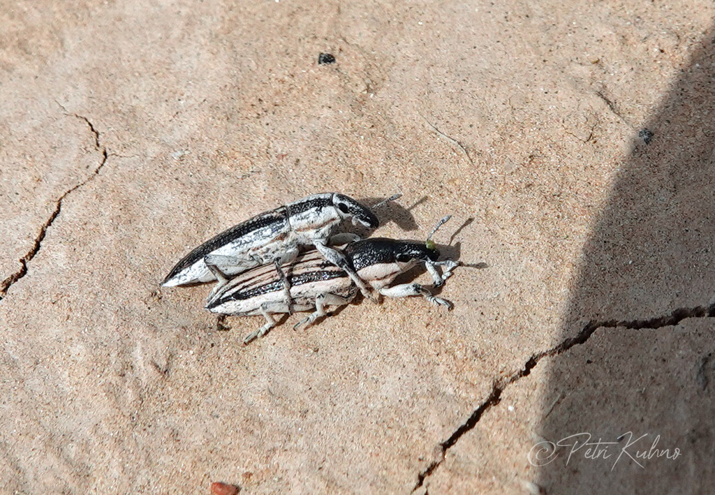 Lixus nubianus