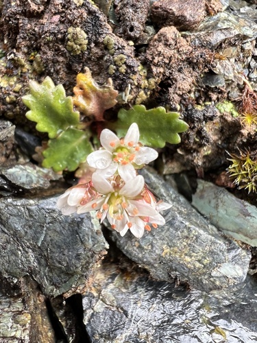 Image of Howell's Saxifrage (Micranthes howellii) by no rights reserved