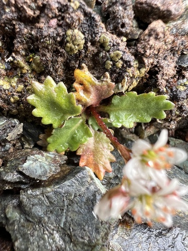 Image of Howell's Saxifrage (Micranthes howellii) by no rights reserved